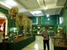 Палеонтологический Музей Буэнос Айреса
